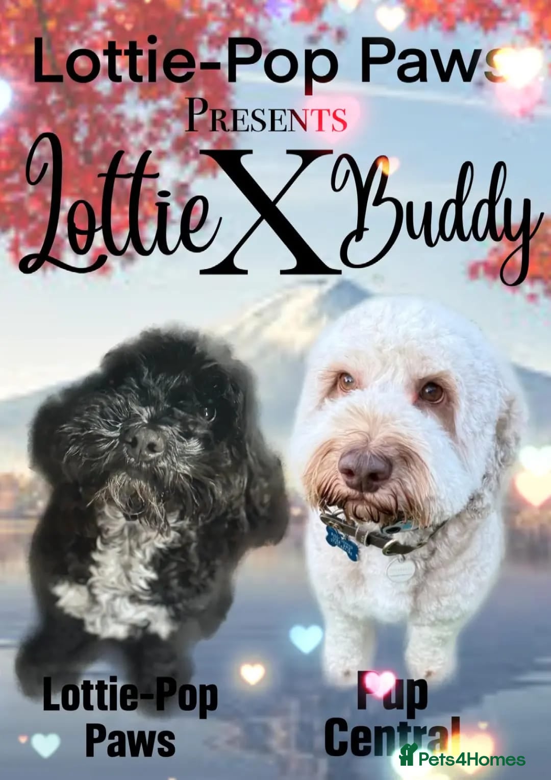Cockapoo dogs for sale: ✨ Beautiful F2 Multi-Gen Cockapoo Puppies - Image 2
