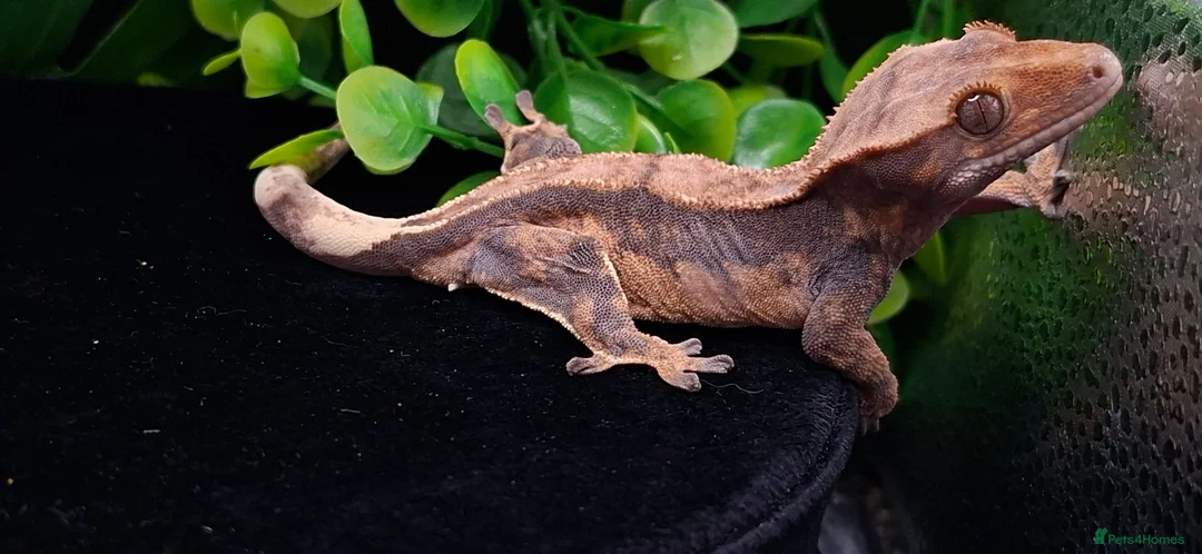 Gecko reptiles for sale: Beautiful Crested Geckos ready for new homes  - Advert 11