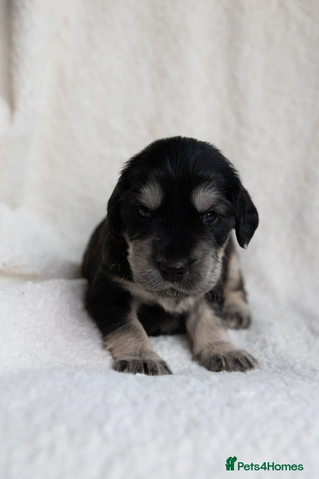 Mixed Breed dogs for sale: Mini Golden retriever ( Dakota sport retriever) - Advert 10