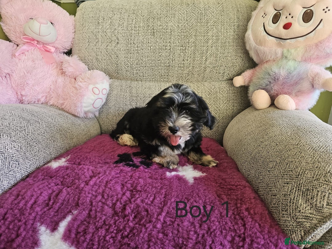 Havanese dogs for sale: Champions Bloodline KC Havanese Puppies in Wellingborough - Image 5