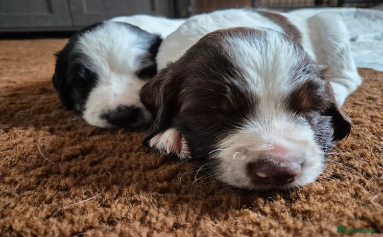 English Springer Spaniel dogs - Advert 3