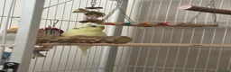 Budgerigars birds for sale: Yellow Budgie in Glasgow - Advert 3