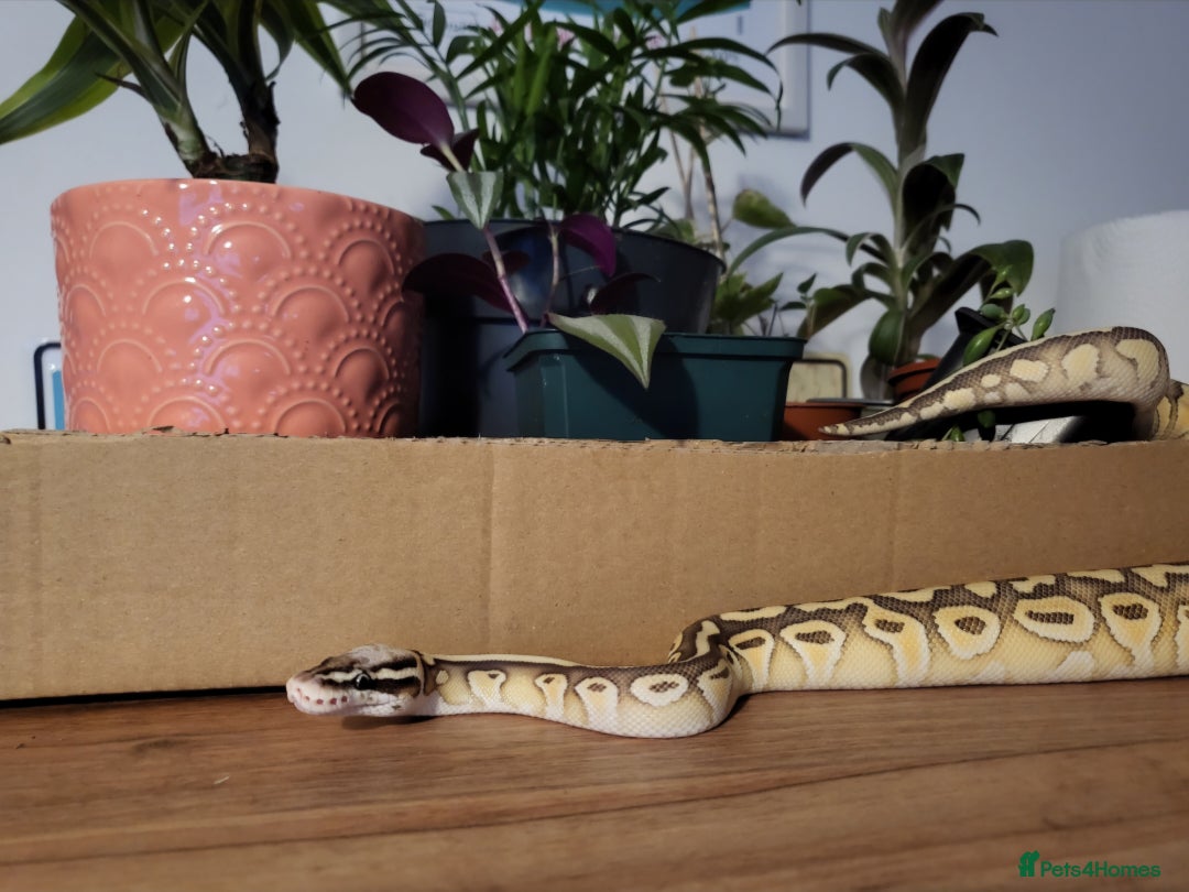 Python Snake reptiles for sale: Male Banana Pastel Python - Image 2
