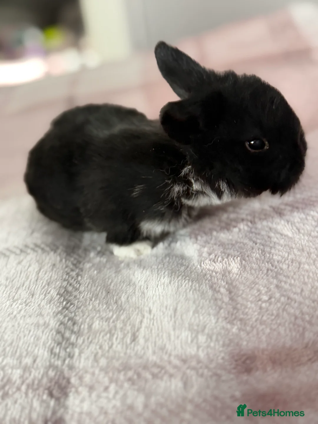 Mini Lop rabbits for sale: Mini lop pure bred  - Advert 2