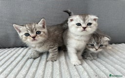 Scottish Fold cats for sale: Scotish fold kittens  - Image 1