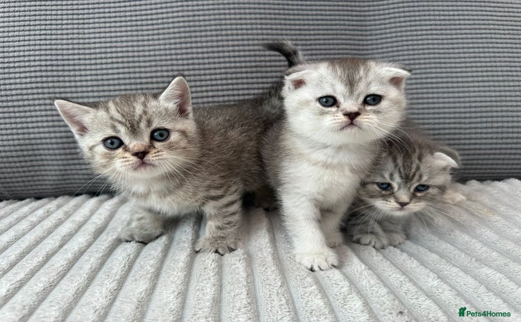 Scottish Fold cats - Advert 5