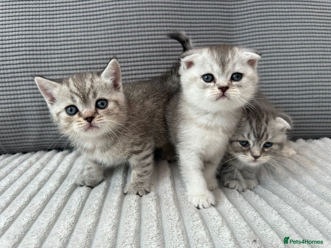 Scottish Fold cats for sale: Scotish fold kittens  - Image 1