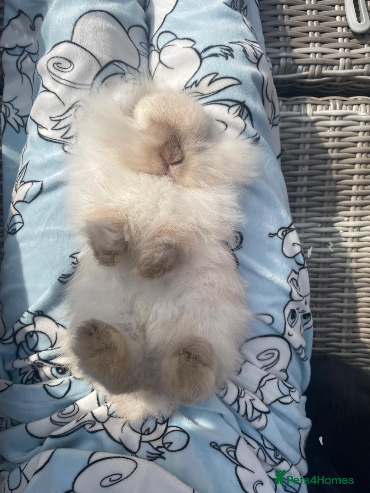 Mini Lion Lop rabbits Stunning Mini LionLops for Sale  - Advert 5