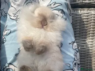 Mini Lion Lop rabbits Stunning Mini LionLops for Sale - Advert 13