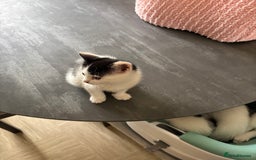 Mixed Breed cats for sale: Kittens for sale - Image 21