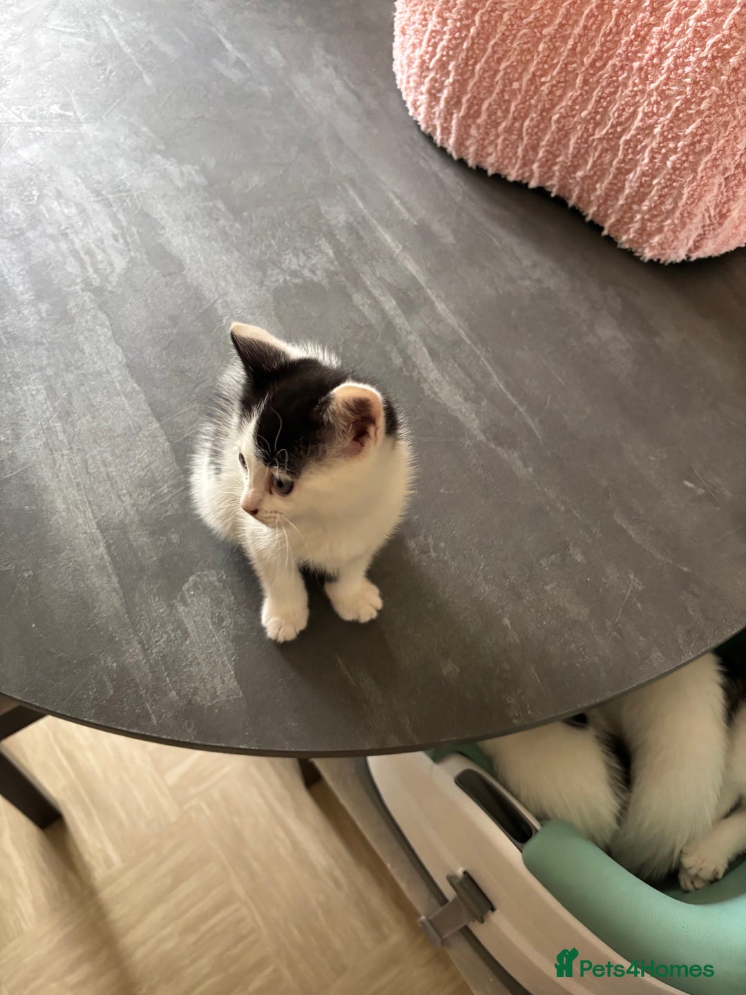 Mixed Breed cats for sale: Kittens for sale - Image 21