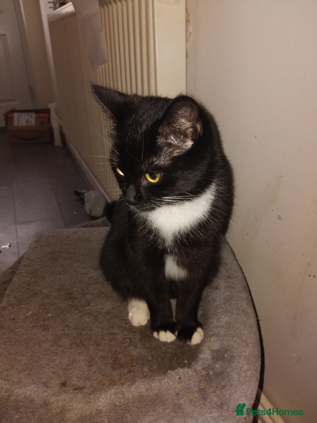 Mixed Breed cats for sale: Mixed breed kitten - Advert 3