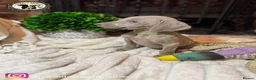 Weimaraner dogs for sale: 🐾KC Registered Blue & Silver Weimaraner Puppies🐾 - Advert 33