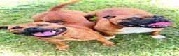 Staffordshire Bull Terrier dogs for sale: Red Staffordshire Bull Terriers - Advert 28