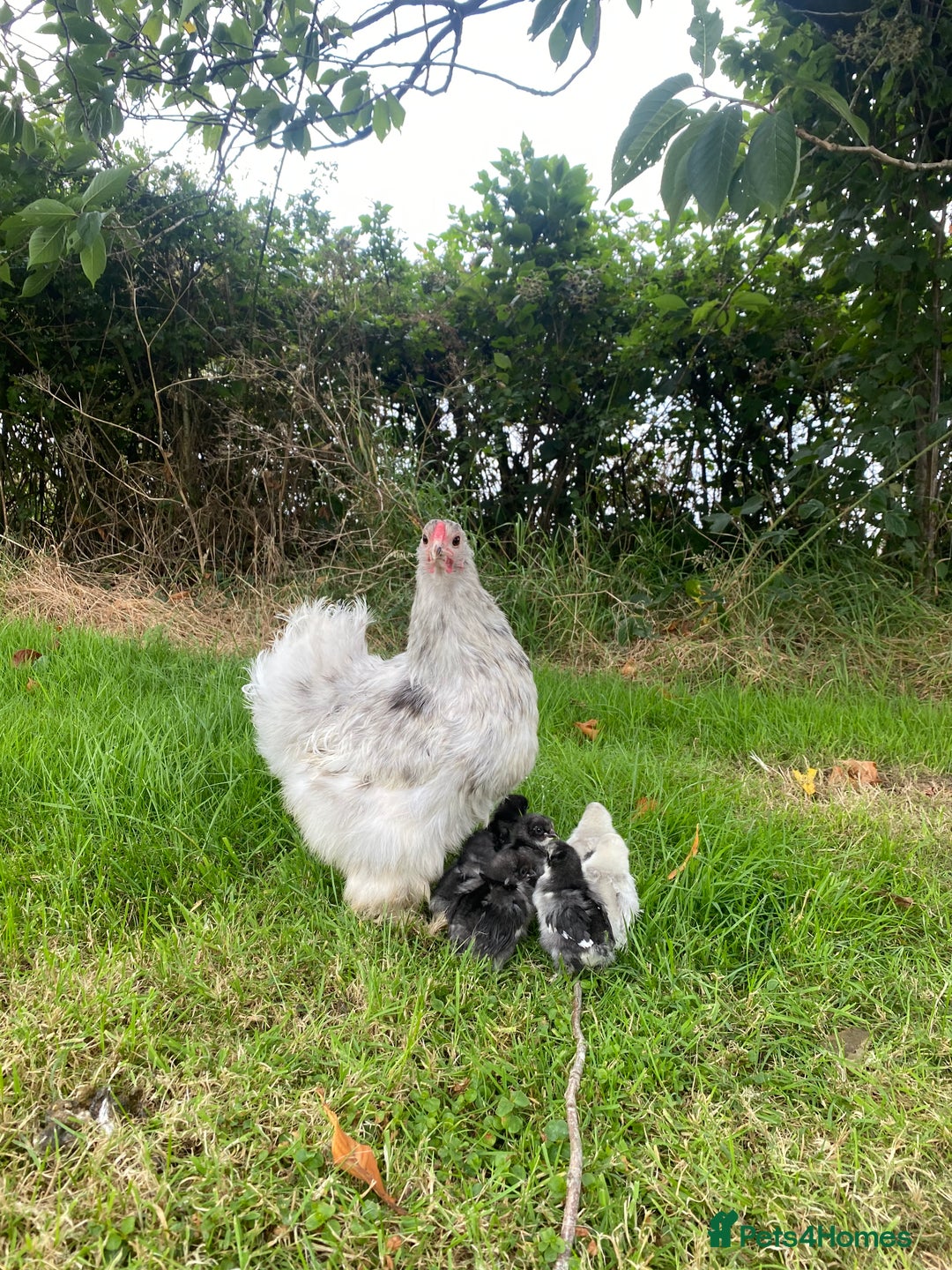 Hens poultry for sale: Purebred silkie hen with 7 purebred chicks - Image 2