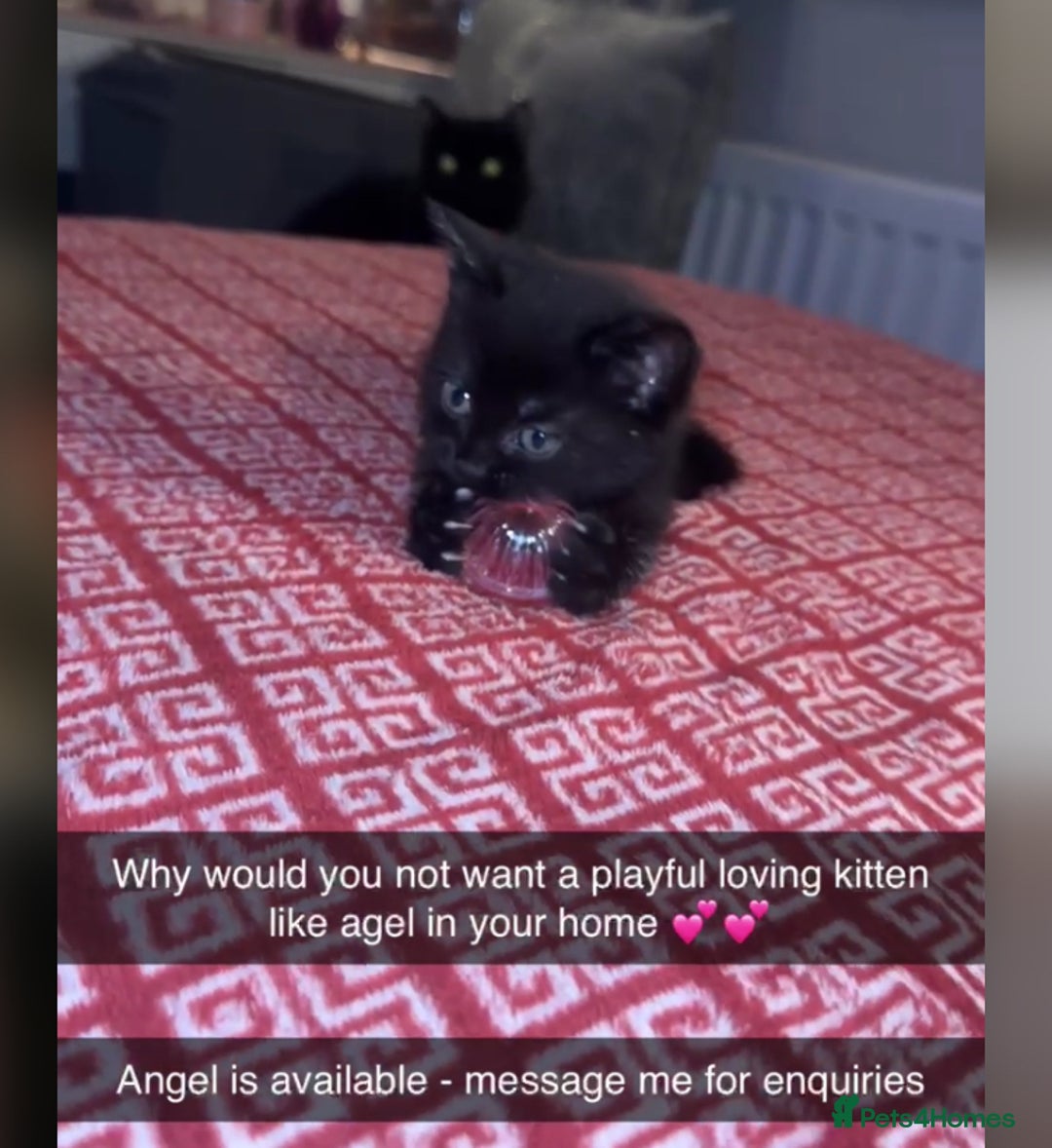 Mixed Breed cats for sale: Kittens  - Advert 9