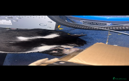 Mixed Breed cats for sale: 4 beautiful boys looking for their forever homes - Image 11