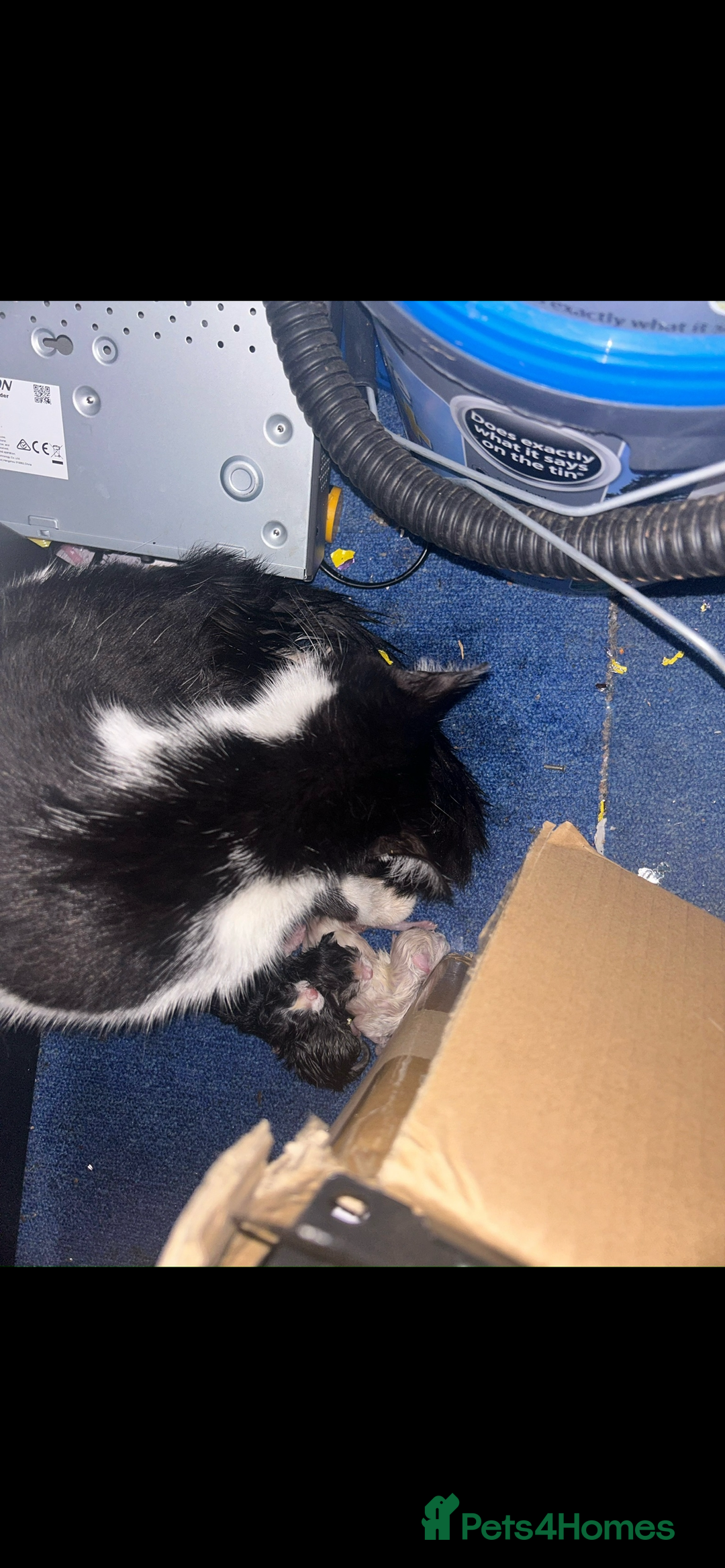 Mixed Breed cats for sale: 4 beautiful boys looking for their forever homes - Image 11
