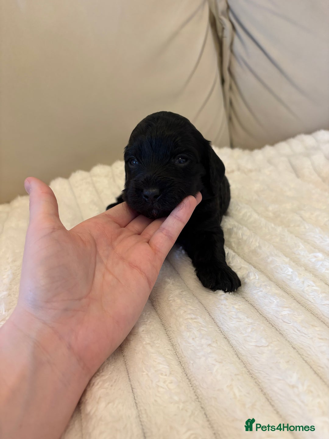 Cockapoo dogs for sale: Cockapoo litter  - Advert 23