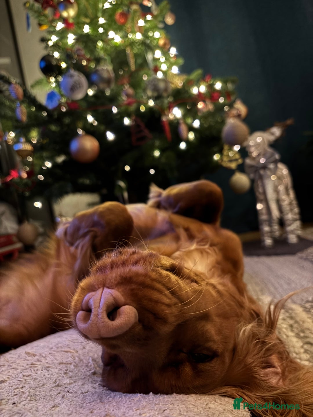 Cocker Spaniel dogs for sale: Cocker spaniel - Advert 5