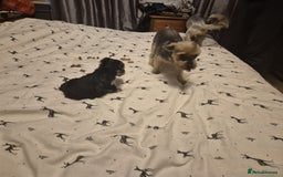 Yorkshire Terrier dogs for sale: ✨🐾last girl Mini Yorkshire Terrier Puppies –  🐾✨ - Image 7