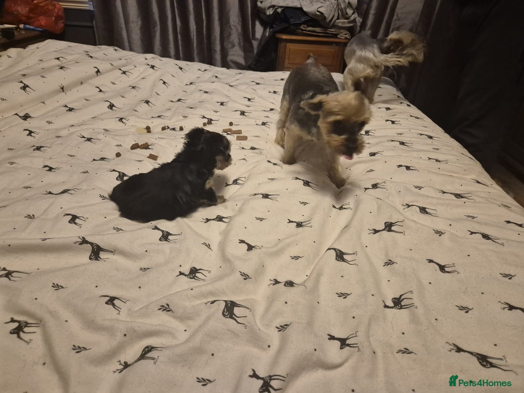 Yorkshire Terrier dogs for sale: ✨🐾last girl Mini Yorkshire Terrier Puppies –  🐾✨ - Image 7