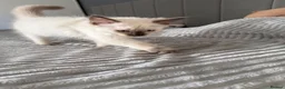 Ragdoll cats for sale: READY NOW last bot DNA CLEAR - Advert 6