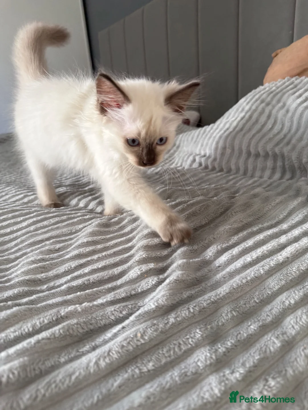 Ragdoll cats for sale: READY NOW last bot DNA CLEAR - Advert 6
