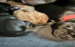 Sprocker dogs for sale: 9 gorgeous Sprocker pups - Image 4