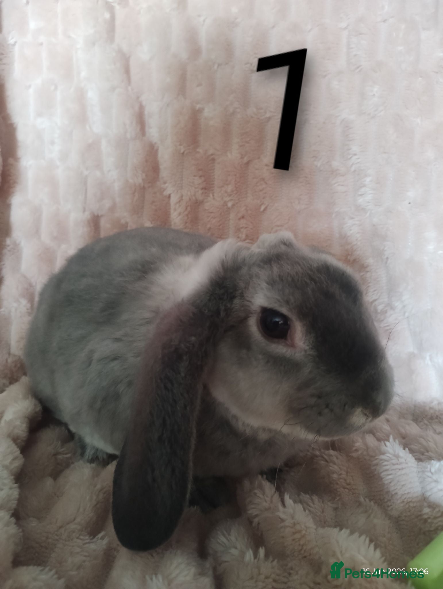Rex rabbits 4 baby female Rex's - Advert 2
