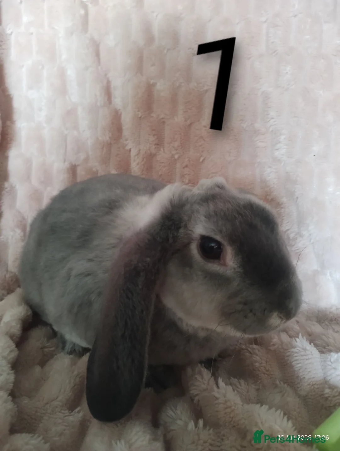 Rex rabbits for sale: 4 baby female Rex's - Advert 2