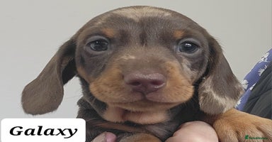 Miniature Dachshund dogs - Advert 3