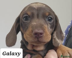 Miniature Dachshund dogs - Advert 3