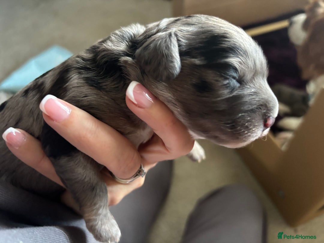 Cavapoo dogs for sale: 2 cavapoos left from a stunning litter - Image 15