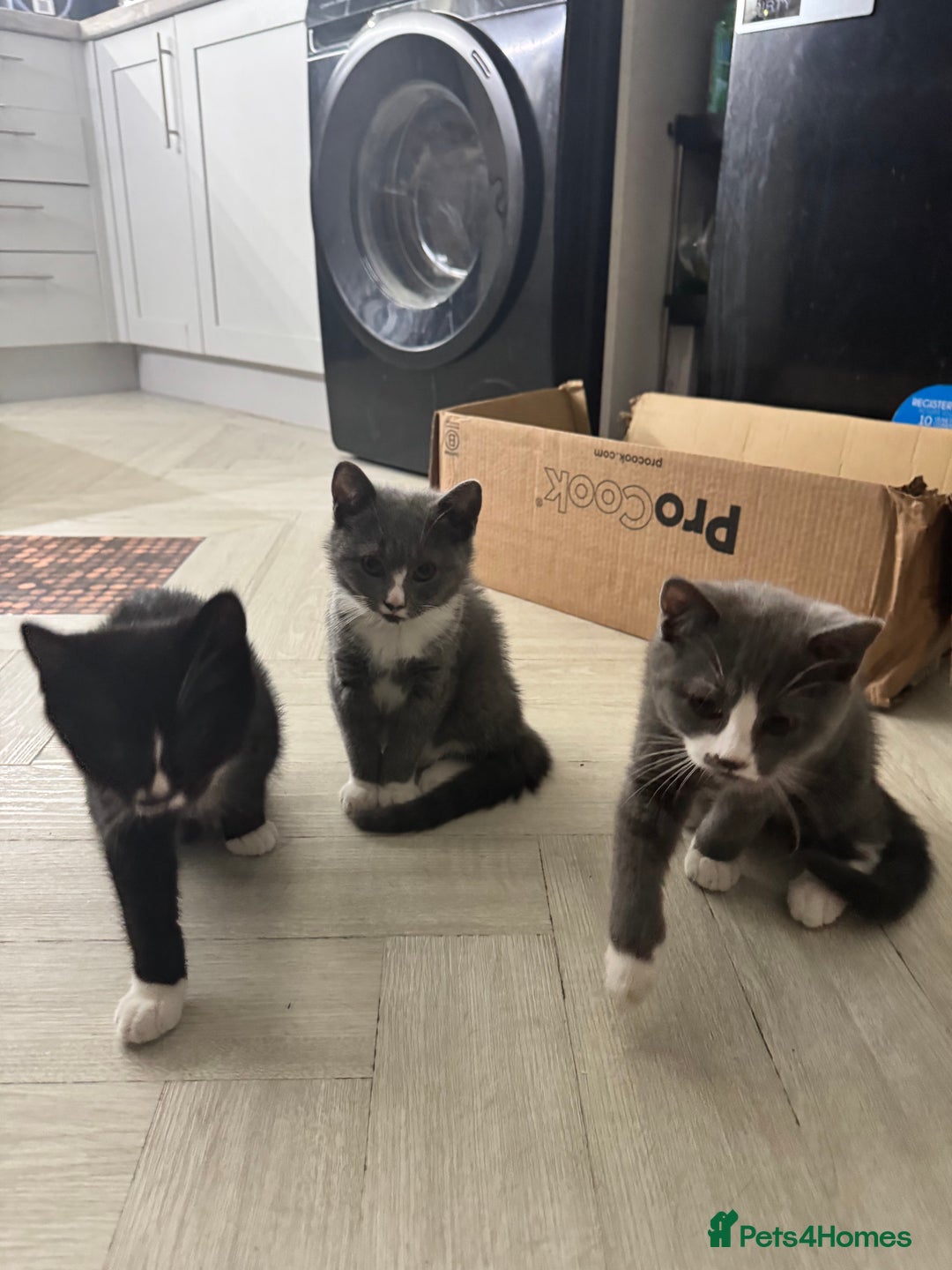 British Shorthair cats for sale: Blue British short-hair kittens - Advert 2