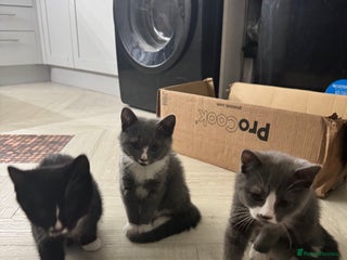 British Shorthair cats Blue British short-hair kittens - Advert 8