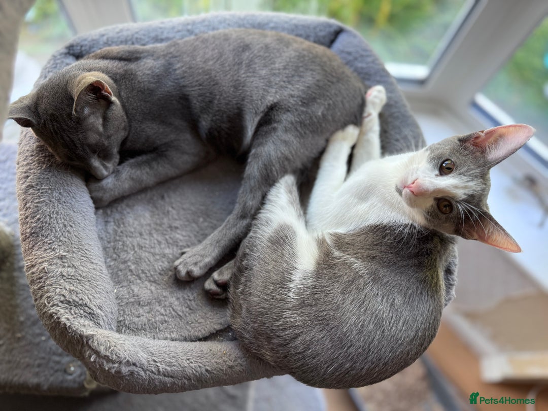 Oriental cats for sale: Ready now! Oriental shorthair kittens mix - Image 5