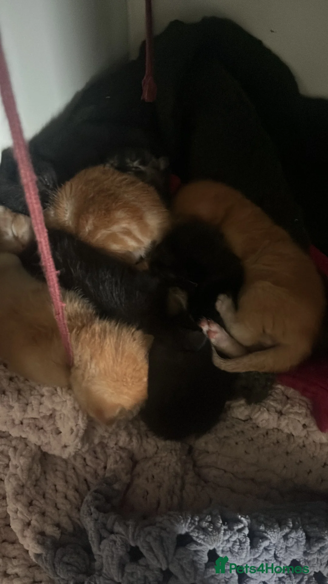 Mixed Breed cats for sale: Grey, ginger, black and tortoise shell kittens  - Advert 3