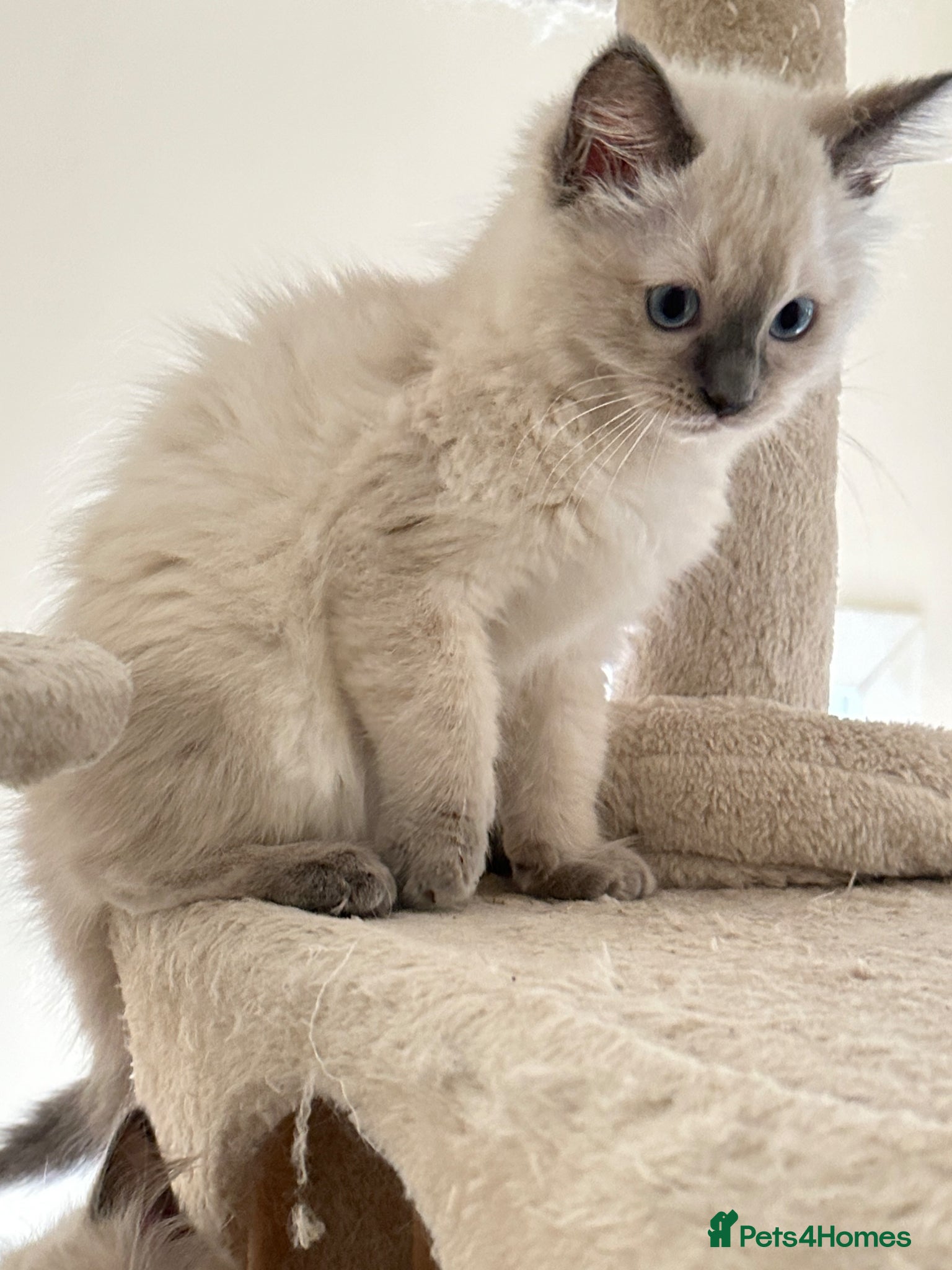 Ragdoll cats Ragdoll kittens - Advert 1