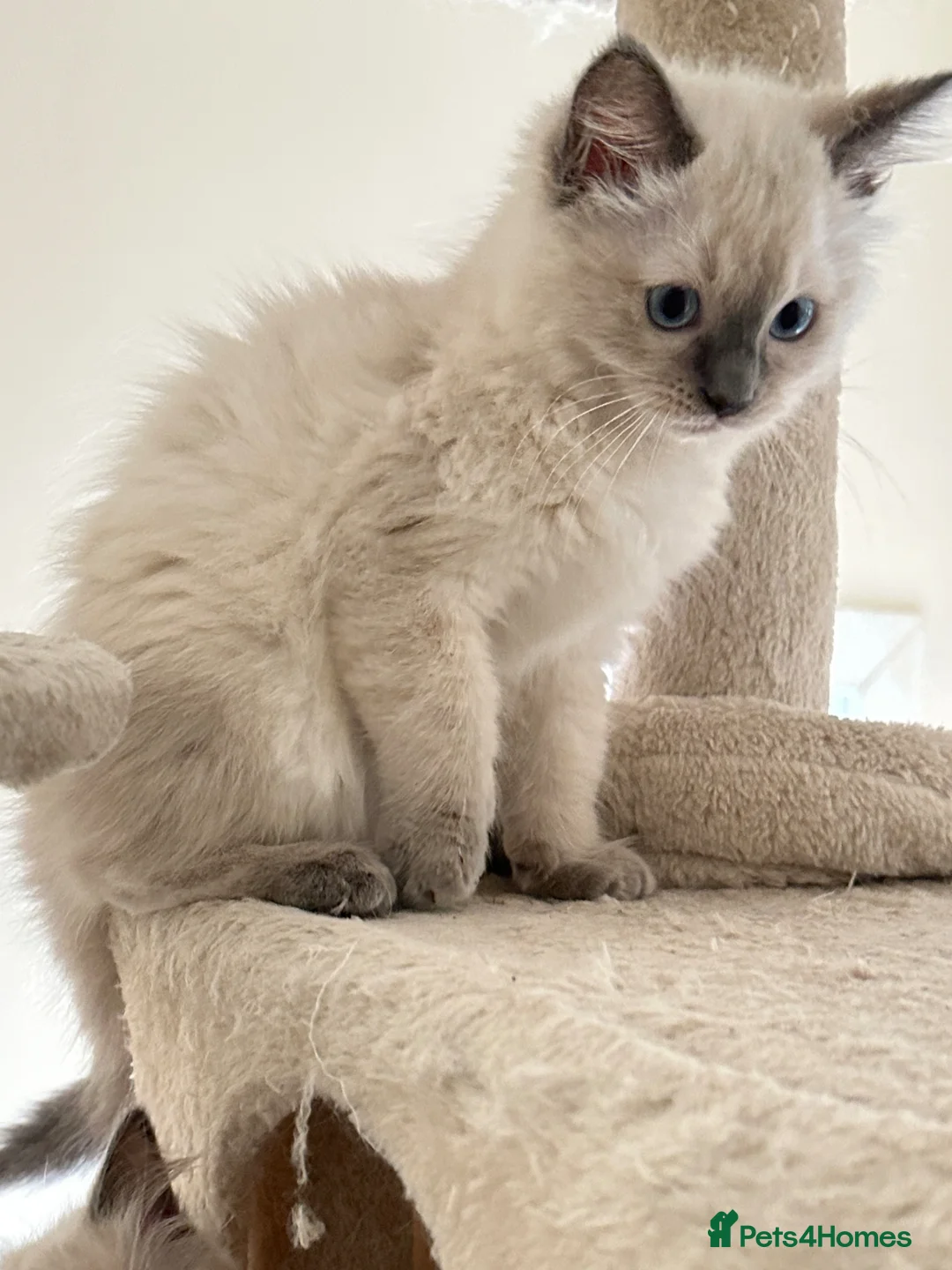 Ragdoll cats for sale: Ragdoll kittens - Advert 1