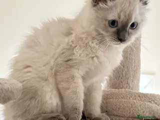 Ragdoll cats Ragdoll kittens - Advert 5