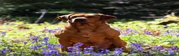 Labrador Retriever dogs for sale: EXPECTED LITTER OF WILDNOOK FOX RED LABRADORS  in Hexham - Advert 5