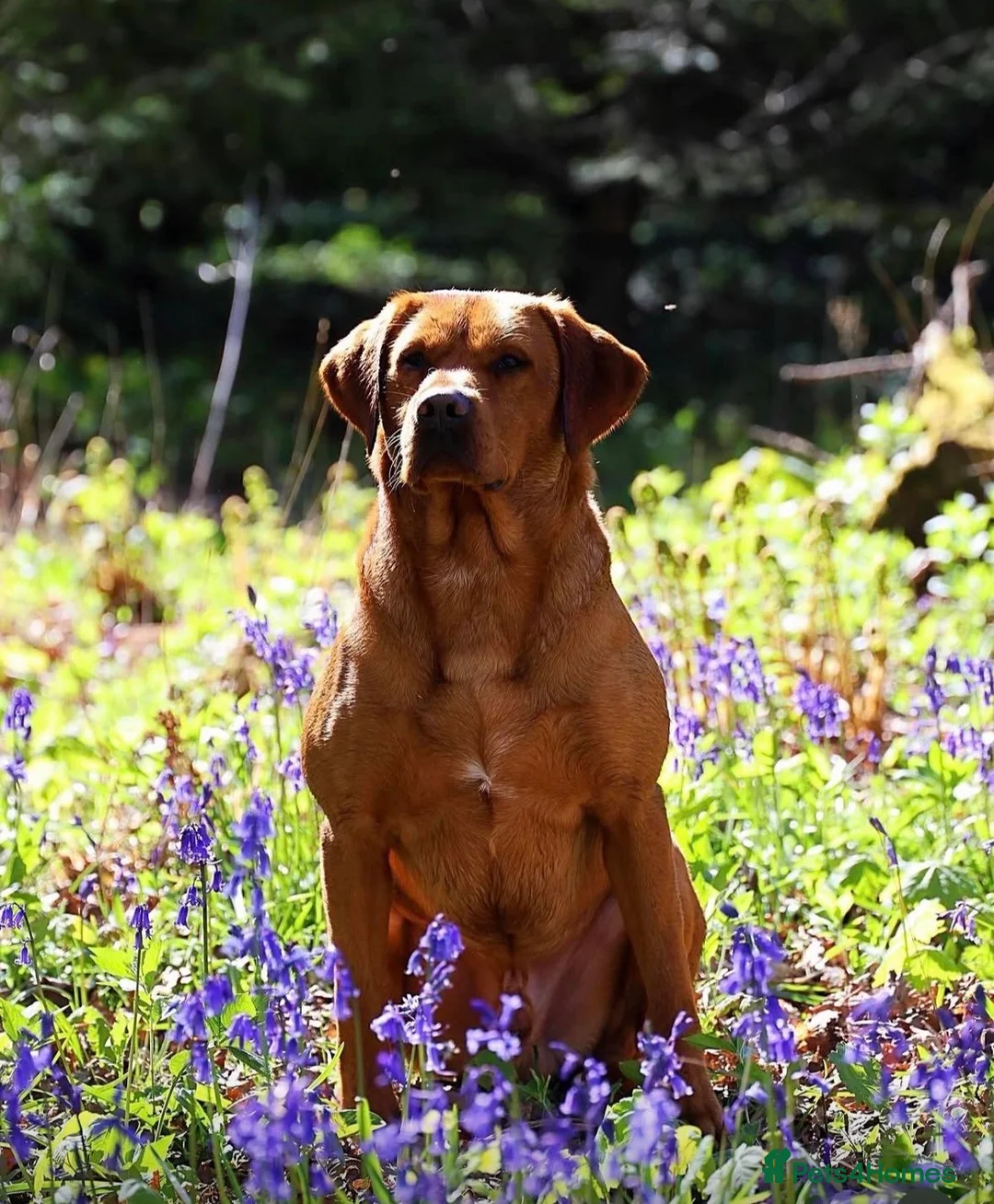 Labrador Retriever dogs for sale: EXPECTED LITTER OF WILDNOOK FOX RED LABRADORS  in Hexham - Advert 5