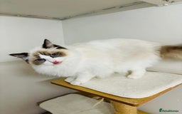 Ragdoll cats for stud: Beautiful ragdoll male in Maidstone - Image 3