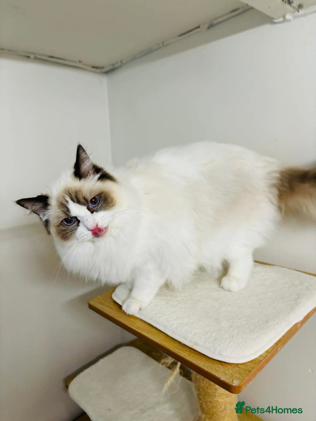 Ragdoll cats for stud: Beautiful ragdoll male in Maidstone - Image 3
