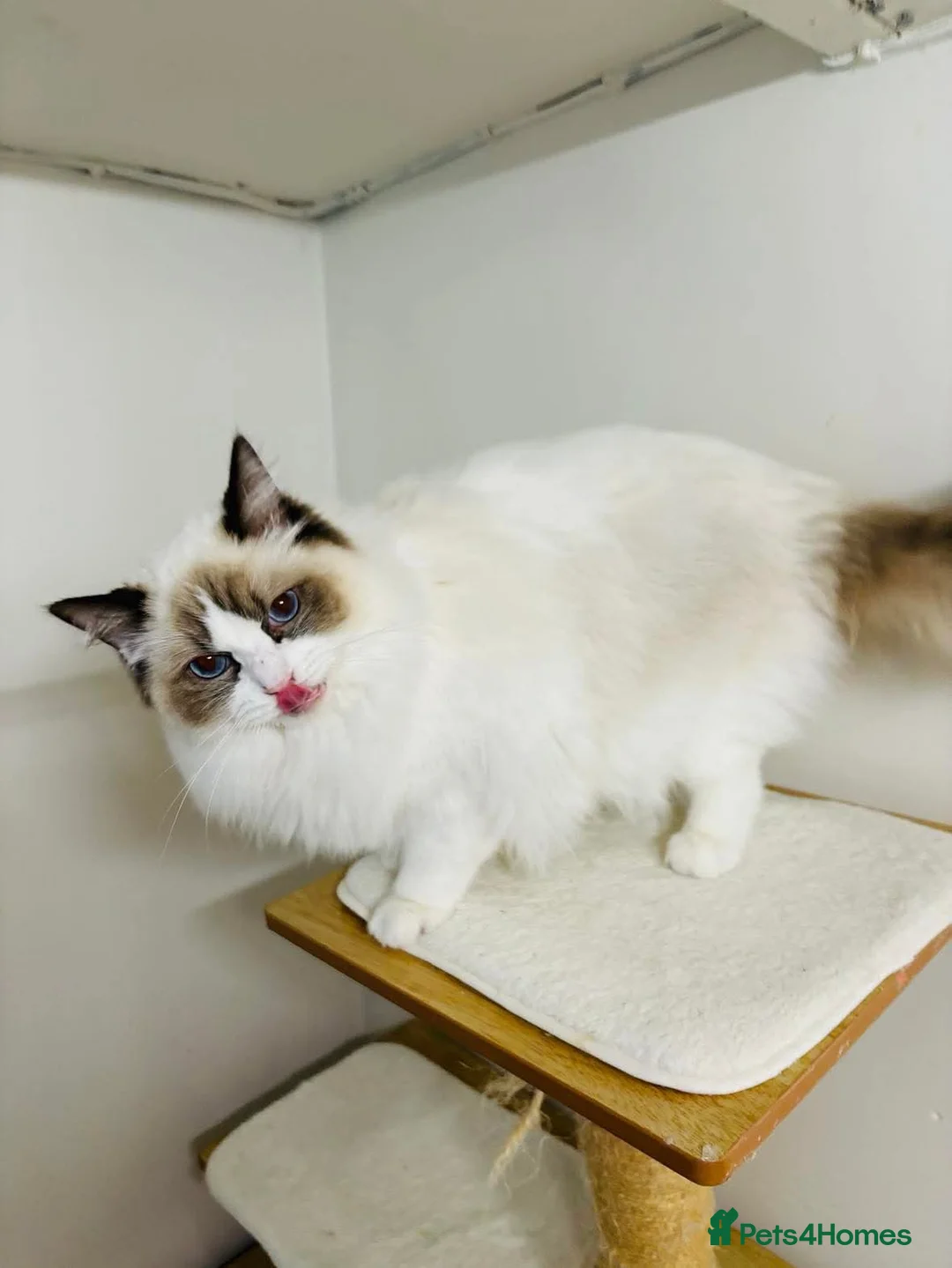 Ragdoll cats for stud: Beautiful ragdoll male in Maidstone - Advert 3
