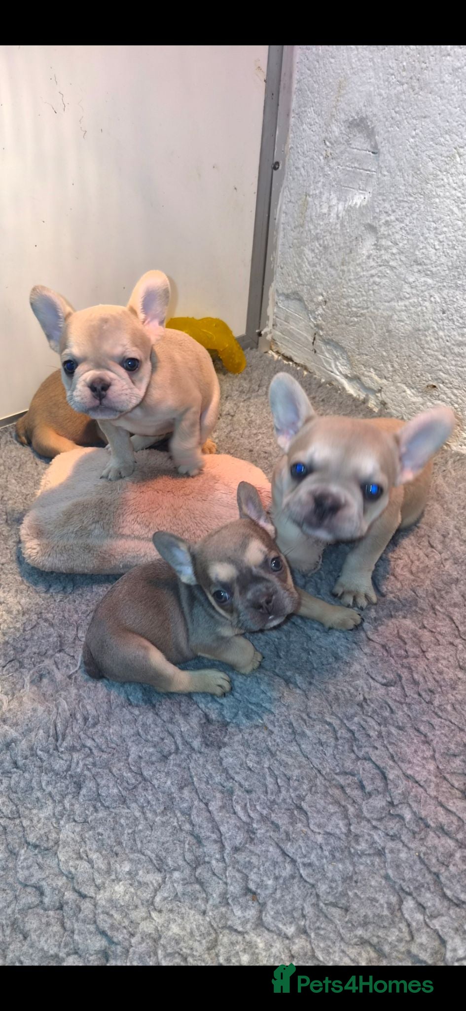 French Bulldog dogs French Bulldog KC Puppies - Advert 2