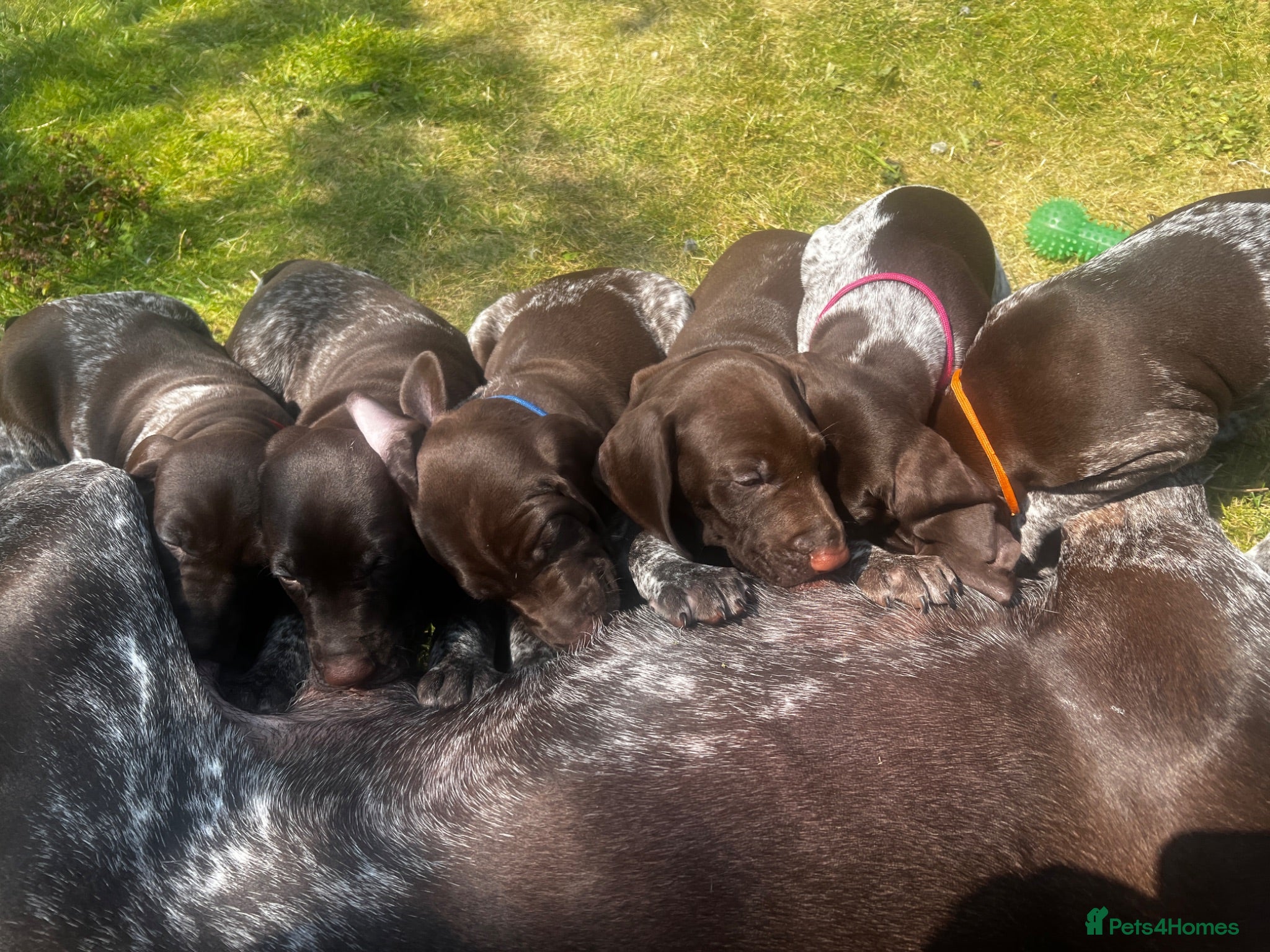 German Shorthaired Pointer dogs German Short Haired Pointer Puppies KC reg  - Advert 2