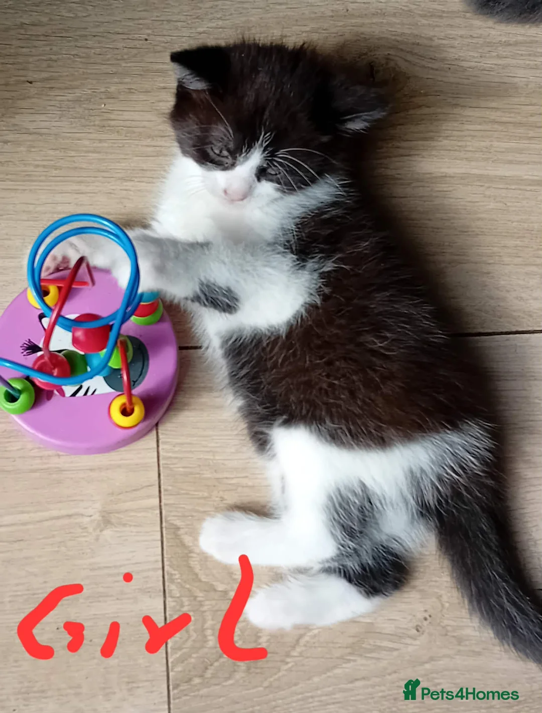 Mixed Breed cats for sale: Adorable kittens  - Advert 2