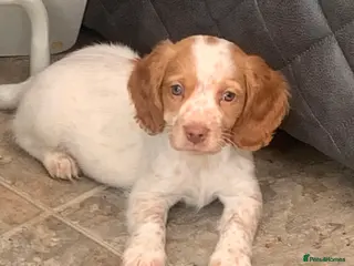 Cocker Spaniel dogs Beautiful Cocker spaniel pups - Advert 10